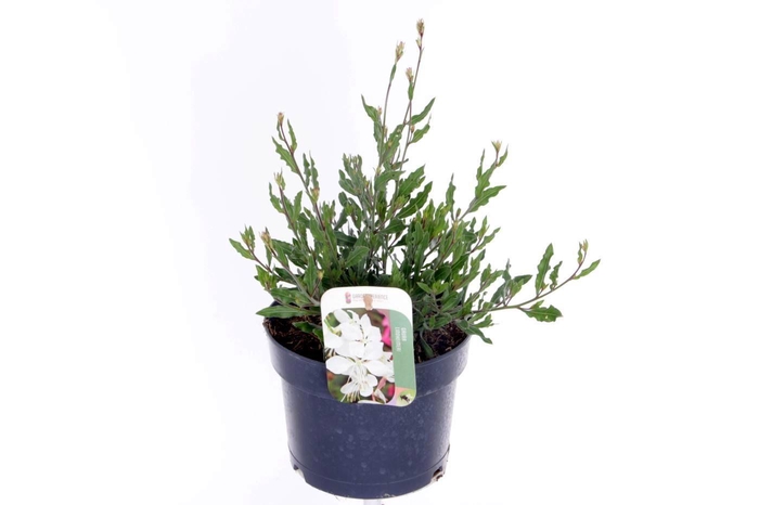<h4>Gaura lind. Geyser White</h4>