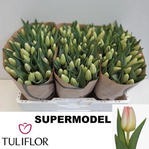 TU EN SUPERMODEL