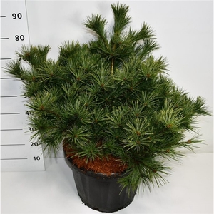 Pinus strobus 'Bergman's Mini'