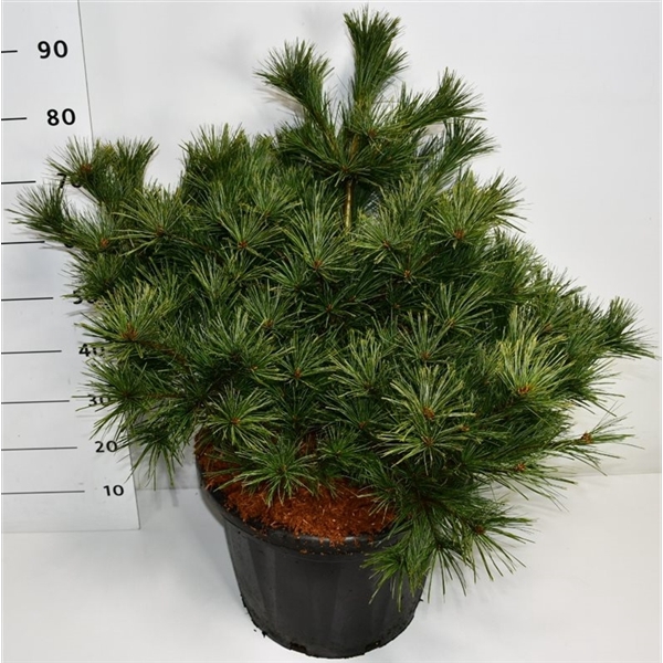 <h4>Pinus strobus 'Bergman's Mini'</h4>