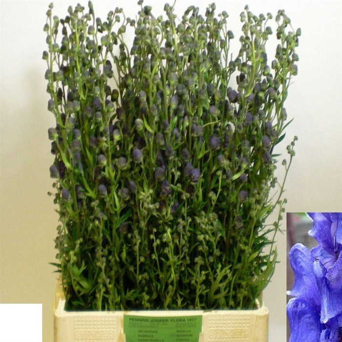 <h4>Aconitum Na Pyramidale</h4>