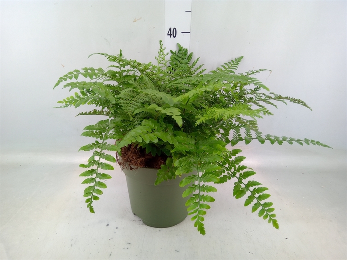 <h4>Asplenium parvati</h4>