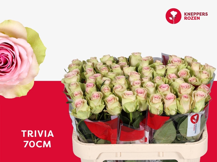 <h4>R GR TRIVIA</h4>
