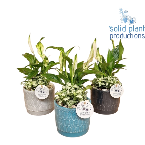 NV003 Ariël Navy Spathiphyllum