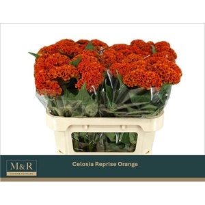 CEL C REPRISE ORANGE