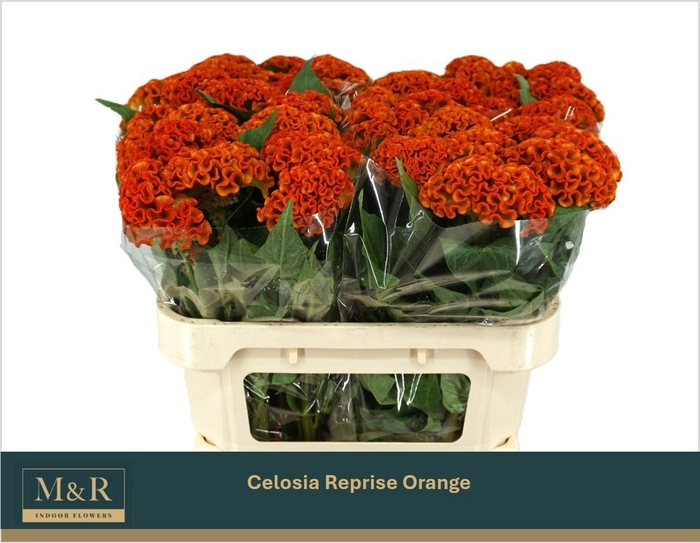<h4>CEL C REPRISE ORANGE</h4>