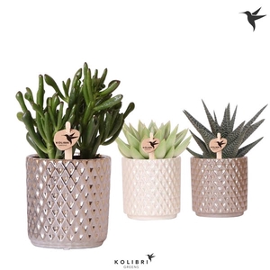 Kolibri Greens Succulenten mix in Diamond pot pearl mix