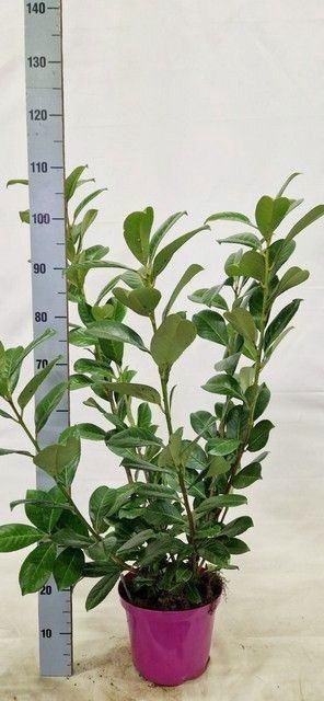 <h4>Prunus laurocerasus Rotundifolia</h4>