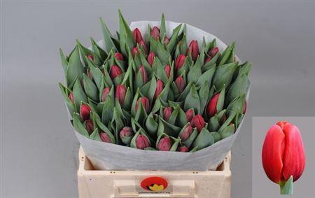 <h4>Tu En Surrender</h4>