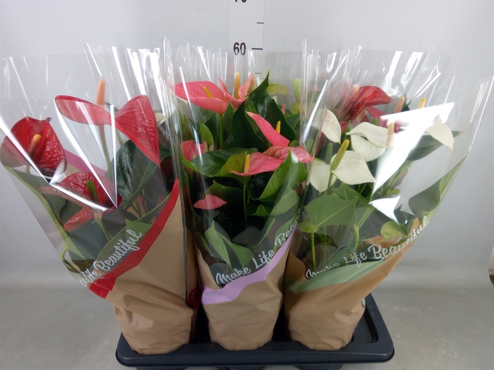 <h4>Anthurium   ...mix 4</h4>