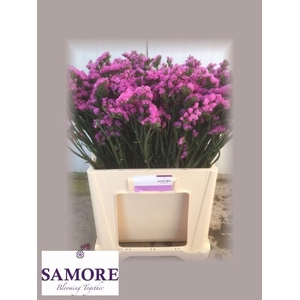 STATICE ROSA SUN BIRDS ROSA SUN BIR