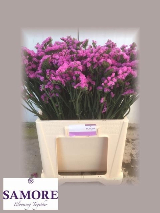 <h4>STATICE ROSA SUN BIRDS ROSA SUN BIR</h4>