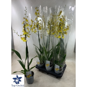 ONCIDIUM OV