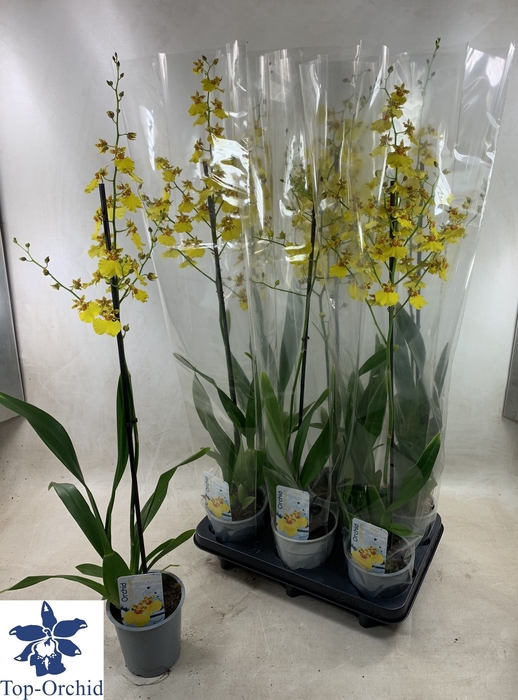 <h4>ONCIDIUM OV</h4>