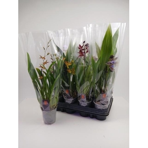 ORCHIDEEEN GEM