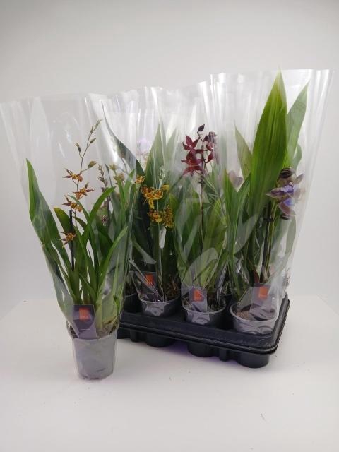 <h4>ORCHIDEEEN GEM</h4>