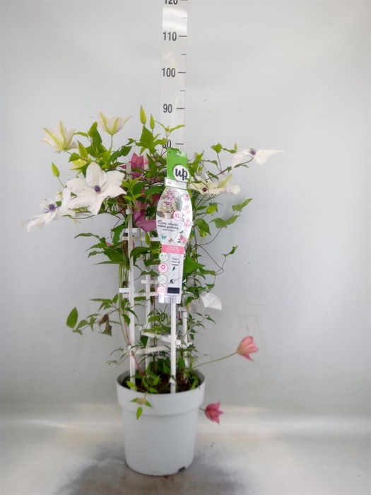 <h4>Clematis   ...</h4>