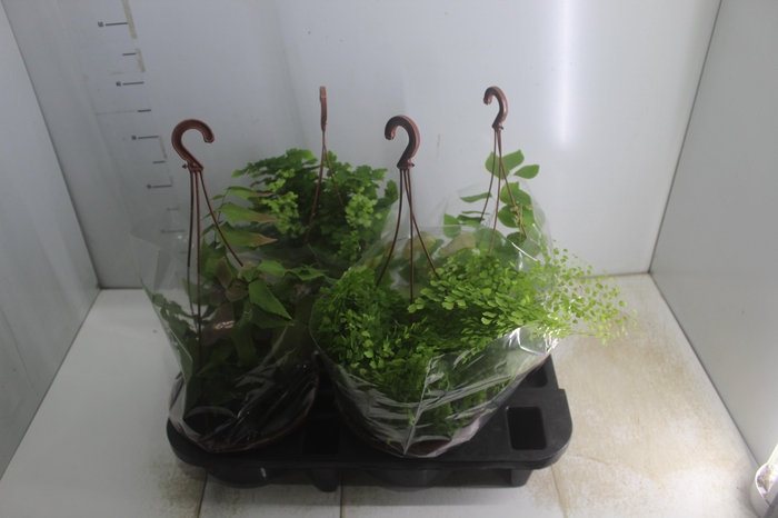 <h4>AVENCA VARIADA C21</h4>