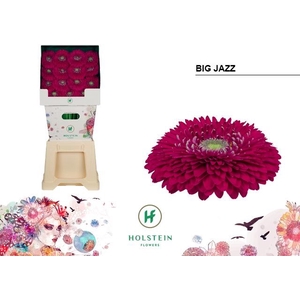 Gerbera Pomponi Big Jazz Diamond
