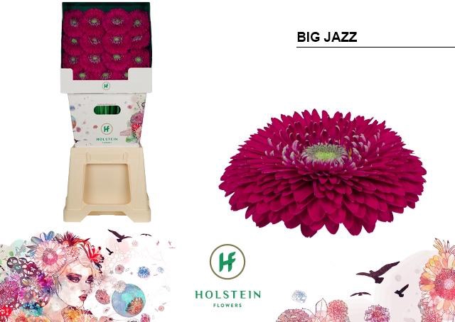 <h4>Gerbera Pomponi Big Jazz Diamond</h4>