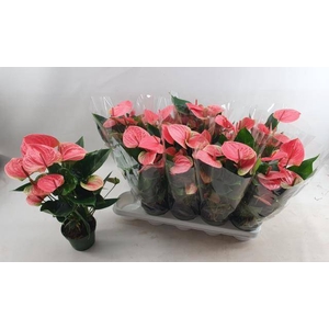 Anthurium Andreanum Sweet Dream 12Ø 42cm 5fl