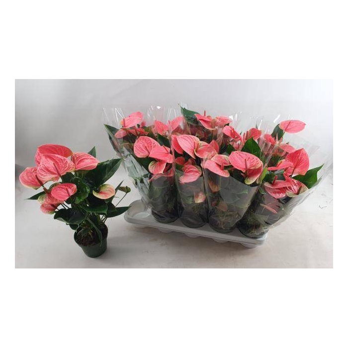 <h4>Anthurium Andreanum Sweet Dream 12Ø 42cm 5fl</h4>