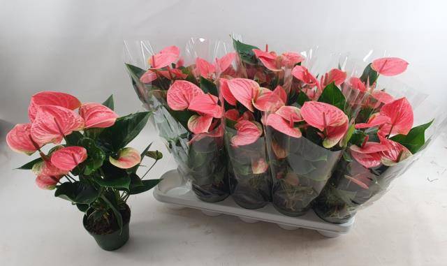 Anthurium Andreanum Sweet Dream 12Ø 45cm 5fl