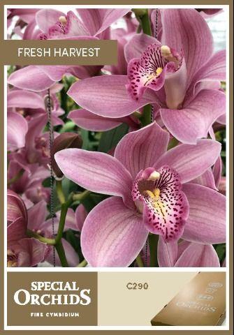 <h4>ELLIOT ROGERS C290</h4>