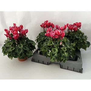 Cyclamen Super Serie XL 15Ø 36cm