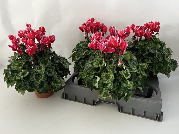 Cyclamen Super Serie XL 15Ø 36cm