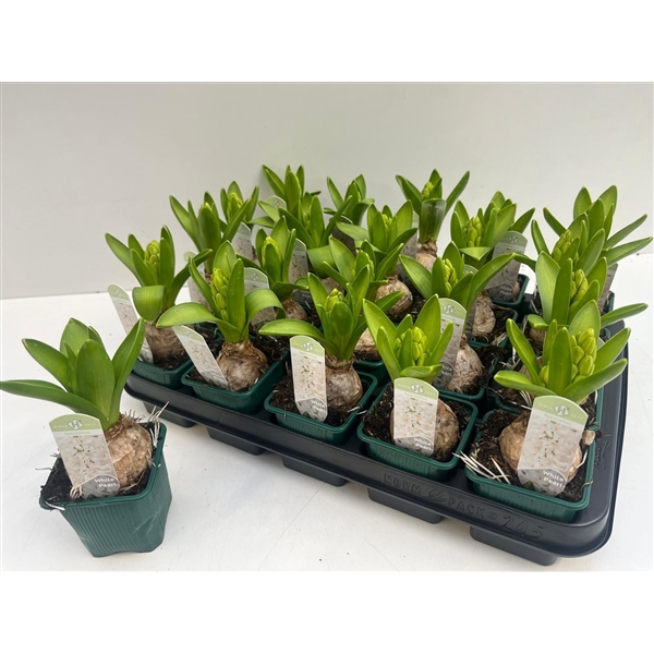 <h4>Hyacinthus orientalis 'White Pearl'</h4>