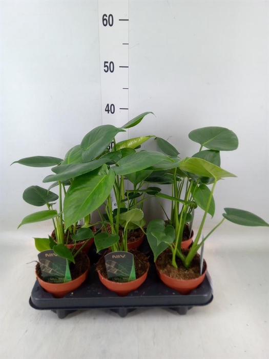 <h4>Monstera delic.</h4>