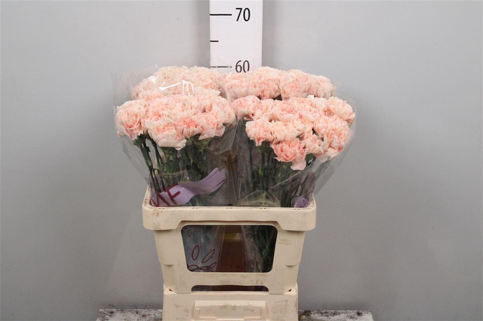 <h4>Di St Apple Tea</h4>