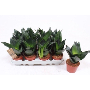 Sansevieria Jade Hahni