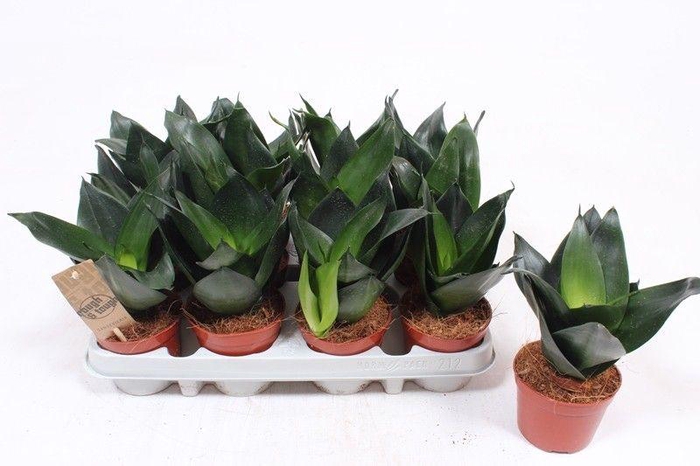 <h4>Sansevieria Jade Hahni</h4>