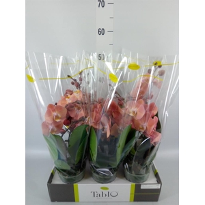 Phalaenopsis   ...rose