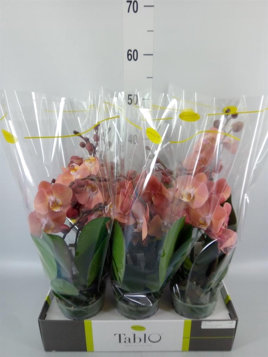 <h4>Phalaenopsis   ...rose</h4>