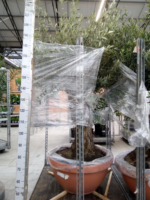 <h4>Olea europaea</h4>