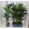 Howea Forsteriana