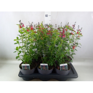 Salvia nemorosa