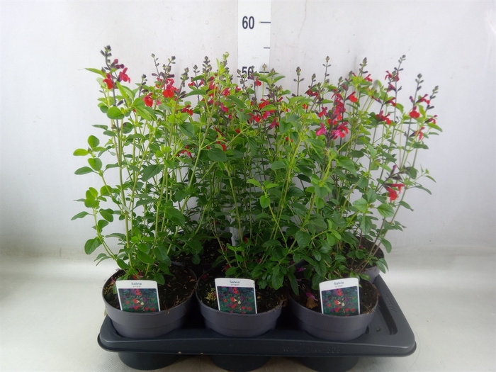<h4>Salvia nemorosa</h4>