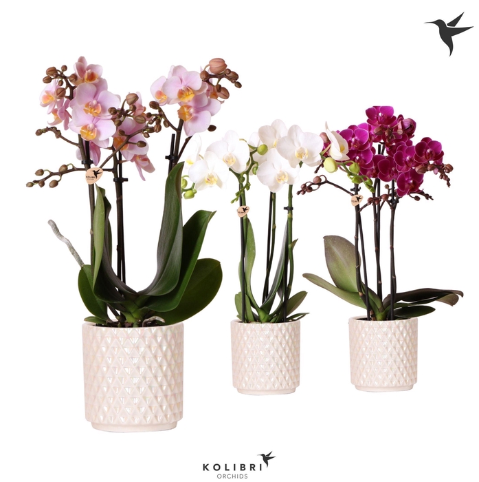 <h4>Kolibri Orchids Phalaenopsis mix 3 spike in Diamond Pearl traver</h4>