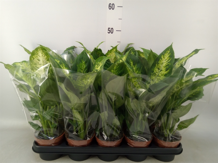 <h4>Dieffenbachia  'Compacta'</h4>