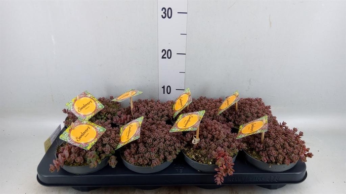 <h4>Sedum cyaneum 'Sachalin'</h4>