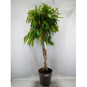 Ficus binn. 'Amstel King'