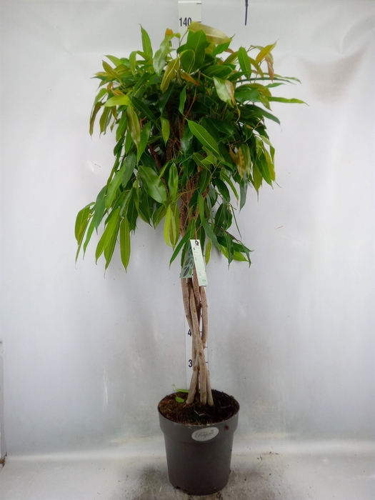 Ficus binn. 'Amstel King'