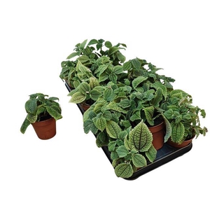 PILEA MO MOON VALLEY