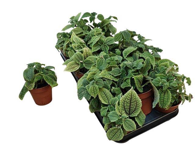 <h4>PILEA MO MOON VALLEY</h4>