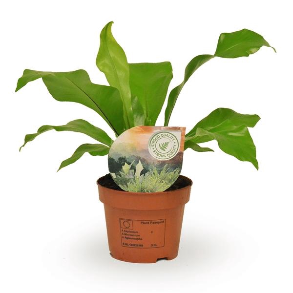 Asplenium nidus