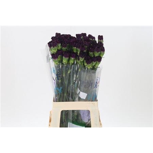 Di St Florigene Moonvista